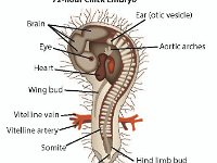 Chick Embryo Labled Diagram: 72 Hours Afer Fertilization  brain, eye, heart, wing bud, vitelline vein, vitelline artery, somite, tail bud, hind limb bud, aortic arches, ear, otic vesicle, development, fertilization