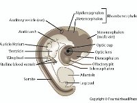 Chick Embryo Labeled Diagram: 96 Hours After Fertilization  auditory vesicle, ear, aortic arch, auricle, atrium, ventricle, wing bud, vitelline blood vessels, somite, leg bud, allantois, telencephalon, olfactory pit, diencephalon, optic lens, optic cup, mesencephalon, myelencephalon, metencephalon, rhombencephalon : auditory vesicle, ear, aortic arch, auricle, atrium, ventricle, wing bud, vitelline blood vessels, somite, leg bud, allantois, telencephalon, olfactory pit, diencephalon, optic lens, optic cup, mesencephalon, myelencephalon, metencephalon, rhombencephalon