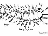 Chilopoda Labeled Diagram  suture, legs, body segments, eye, antenna, poisonous jaws, head, centipede : suture, legs, body segments, eye, antenna, poisonous jaws, head, centipede