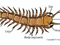 Chilopoda Labeled Diagram  suture, legs, body segments, eye, antenna, poisonous jaws, head, centipede : suture, legs, body segments, eye, antenna, poisonous jaws, head, centipede
