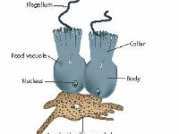 Choanocytes Labeled Diagram  flagellum, food vacuole, nucleus, collar, body, ameboid cell	, mesohyl, collar cells : flagellum, food vacuole, nucleus, collar, body, ameboid cell, mesohyl, collar cells