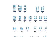 Karotype  chromosomes	size, shape, number : chromosomes, size, shape, number