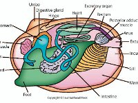 Anatomical Illustration of a Clam  stomach, umbo, digestive gland, hinge, heart, excretory organ, rectum, posterior adductor, muscle, anus, excurrent siphon, incurrent siphon, gill, mantle, foot, gonad, labial palps, anterior adductor muscle : stomach, umbo, digestive gland, hinge, heart, excretory organ, rectum, posterior adductor, muscle, anus, excurrent siphon, incurrent siphon, gill, mantle, foot, gonad, labial palps, anterior adductor muscle