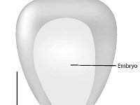 Corn Kernal  embryo, pedicel end : embryo, pedicel end