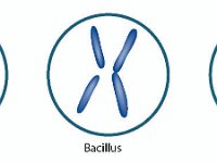 Bacterial Cell Morphologies 2  coccus, bacillus, spirillum : coccus, bacillus, spirillum