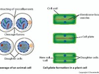 Cytokinesis In Plant and Animal Cells  microfilaments, cleavage furrow, daughter cells, cell plate, membrane-bounded vesicles : microfilaments, cleavage furrow, daughter cells, cell plate, membrane-bounded vesicles