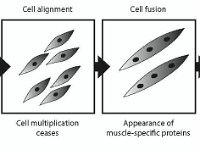 Development of Muscle Cells  myoblasts, multiplication, fiber, alignment, fusion : myoblasts, multiplication, fiber, alignment, fusion