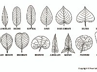 Leaf Shapes  linear, lanceolate, oblong, elyptical, ovate, cordate, deltoid, spatulate, oblanceolate, obovate, obcordate, reiniform, auriculate, hastate, peltiform, cunate : linear, lanceolate, oblong, elyptical, ovate, cordate, deltoid, spatulate, oblanceolate, obovate, obcordate, reiniform, auriculate, hastate, peltiform, cunate