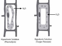 Diffusion and Osmosis  hypertonic, hypotonic, plasmolysis, turgor pressure, water movement : hypertonic, hypotonic, plasmolysis, turgor pressure, water movement