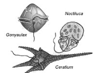Dinoflagellates : dinoflagellates, Noctiura, Ceratium, Gonyaulax