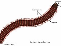 Anatomical Illustration of a Diplopoda  anal segment, diplosegments	, leg pairs, eye, antenna, mandible : anal segment, diplosegments, leg pairs, eye, antenna, mandible