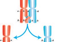 DNA Crossover  rearrangment, crossing over, meiosis : rearrangment, crossing over, meiosis