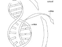 DNA Translation  DNA, mRNA, protein, cytosol	nuclear membrane, nuclear pore : DNA, mRNA, protein, cytosol, nuclear membrane, nuclear pore