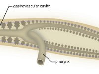 Anatomical Illustration of a Dugesia  eyespot, gastrovascular cavity, auricle, pharynx : eyespot, gastrovascular cavity, auricle, pharynx