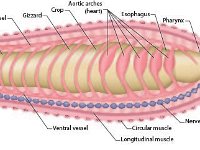 Anatomical Illustration of an Earthworm: Circulatory System  aortic arches, intestine, dorsal vessel, gizzard, crop, esophagus, pharynx, ventral vessel, circular muscle, longitudinal muscle : aortic arches, intestine, dorsal vessel, gizzard, crop, esophagus, pharynx, ventral vessel, circular muscle, longitudinal muscle