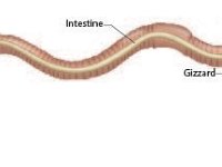 Anatomical Illustration of an Earthworm: Digestive System  anus, intestine, gizzard, crop, pharynx, esophagus, mouth : anus, intestine, gizzard, crop, pharynx, esophagus, mouth