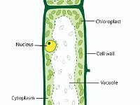 Anatomical Illustration of an Elodea (leaf cell)  nucleus, chloroplast, cell wall, vacuole, cytoplasm, waterweeds : nucleus, chloroplast, cell wall, vacuole, cytoplasm, waterweeds