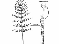 Equisetum Structure and Appearance  sporangiophore, sporophyte, equisetum, horsetail, snake grass, puzzle grass, fertile shoot, sterile shoot : sporangiophore, sporophyte, equisetum, horsetail, snake grass, puzzle grass, fertile shoot, sterile shoot