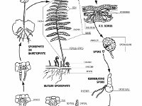 Fern Life Cycle  sporophyte, gametophyte, antheridium, X.S. Sorus, spore	sperm, archegonium : sporophyte, gametophyte, antheridium, X.S. Sorus, spore sperm, archegonium