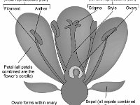 Flower Anatomy  filament, anther, stamen, pistil, stigma, style, ovary, ovule, petal, sepal : filament, anther, stamen, pistil, stigma, style, ovary, ovule, petal, sepal