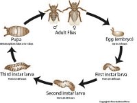 Fly Life Cycle  pupa, third instar larva, adult flies, egg, embryo, first instar larva, second instar larva : pupa, third instar larva, adult flies, egg, embryo, first instar larva, second instar larva