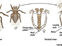 Anatomical Illustration of Male and Female Flies  ovispositor plates, anal plates, sex comb, genital arch, penis : ovispositor plates, anal plates, sex comb, genital arch, penis