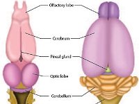 Anatomical Illustration of Frog and Rat Brain  olfactory lobe, cerebrum, pineal gland, optic lobe, cerebellum, medulla oblongata, spinal cord : olfactory lobe, cerebrum, pineal gland, optic lobe, cerebellum, medulla oblongata, spinal cord