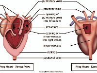 Anatomical Illustration of a Frog Heart  aortae, conus arteriosus, pulmonary veins, precaval veins, atrium, sinus venosus, ventricle, postcaval vein : aortae, conus arteriosus, pulmonary veins, precaval veins, atrium, sinus venosus, ventricle, postcaval vein