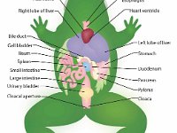 Anatomical Illustration of a Frog  heart artria, liver, bile duct, gall baldder, ileum, intestine, spleen, bladder, cloacal, aperture, pharnyx, esophagus, heart ventricle, stomact, dueodenum, pancreas, pylorus, cloaca : heart artria, liver, bile duct, gall baldder, ileum, intestine, spleen, bladder, cloacal, aperture, pharnyx, esophagus, heart ventricle, stomact, dueodenum, pancreas, pylorus, cloaca