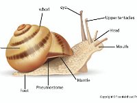 Anatomical Illustration of Gastropoda (class)  whorl, eye, upper tentacles, head, mouth, mantle, pneumostome, foot, shell : whorl, eye, upper tentacles, head, mouth, mantle, pneumostome, foot, shell