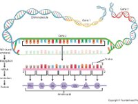 Transcription and Translation  gene, DNA, mRNA, codon, amino acid, protein : gene, DNA, mRNA, codon, amino acid, protein