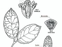 Gnetum  male strobilus, female cone, male cone scale, microsporangia, scales : male strobilus, female cone, male cone scale, microsporangia, scales