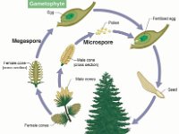 Gymnosperm Life Cycle  gametophyte, megaspore, cone, sprorophyte, seed, egg, microspore, pollen : gametophyte, megaspore, cone, sprorophyte, seed, egg, microspore, pollen
