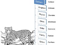 Example of Linnaeus Hierarchical Classification  domain, kingdom, phylum, class, order, family, genus, species : domain, kingdom, phylum, class, order, family, genus, species