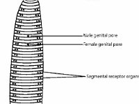 Anatomical Illustration of a Hirudinae (class)  anterior sucker, mouth, genital pore, posterior sucker, anus : anterior sucker, mouth, genital pore, posterior sucker, anus