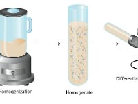 Homogenization and Differential Centrifugation of Cells  homogenization, homogenate, differential centrifugation : homogenization, homogenate, differential centrifugation