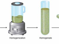 Homogenization and Differential Centrifugation of Peas  homogenization, homogenate, differential centrifugation : homogenization, homogenate, differential centrifugation