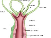 Anatmomical Illustration of a Hydra  nematocyst, mouth, hypostome, tentacle, epidermis, mesoglea, testis, gastrodermis, gastrovascular cavity, bud, ovary, basal disc : nematocyst, mouth, hypostome, tentacle, epidermis, mesoglea, testis, gastrodermis, gastrovascular cavity, bud, ovary, basal disc