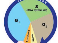 Cell Cycle  interphase, G1 phase, G2 phase, DNA synthesis, cytokinesis, mitosis, mitotic phase : interphase, G1 phase, G2 phase, DNA synthesis, cytokinesis, mitosis, mitotic phase