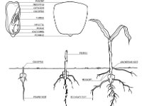 Diagram of Kernal and Seedling of Corn  endosperm, pericarp, cotyledon, plumule, hypocotyl, radicle, coleorrhiza, penuncle, root, mesocotyl, coleoptile : endosperm, pericarp, cotyledon, plumule, hypocotyl, radicle, coleorrhiza, penuncle, root, mesocotyl, coleoptile