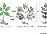 Types of Compound Leafs  palmately, axillary bud, bipinnately, pinnately, petiole, petiolule, rachis, leaf : palmately, axillary bud, bipinnately, pinnately, petiole, petiolule, rachis, leaf