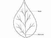 Diagram of a Simple Leaf  blade, axillary bud, stem, petiole, main vein : blade, axillary bud, stem, petiole, main vein