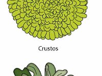 Lichen Body Types  crustos, foliose, fruticose : crustos, foliose, fruticose