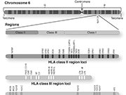 Location and Org of the HLA Complex on Chromosome 6  centromere, telomere, class I, class II, class III, human leukocyte, antigen : immunology, centromere, telomere, class I, class II, class III, human leukocyte, antigen