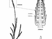Lycopodium Structure  strobilus, sporophyte, sporangium, sporophyl : strobilus, sporophyte, sporangium, sporophyl