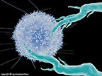Illustration of Lymphocyte and Dendritic Cell Interaction  lymphocyte, dendritic cell : immunology, lymphocyte, dendritic cell