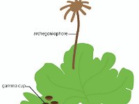 Illustration of a Marchantia  archegoniophore, gamma cup, liverwort : archegoniophore, gamma cup, liverwort