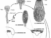 Marchantia Life Cycle  Antheridium, Archegonial Disc, sporophyte, antheridial disc, gametophyte, gametophite, sperm, embyro, liverworts : Antheridium, Archegonial Disc, sporophyte, antheridial disc, gametophyte, gametophite, sperm, embyro, liverworts