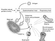 Roles of a Mast Cell in the Immune Cell  Mast cell, antigen, skin, ECF-A, eosinophil, histamine, kinins, proteases, vasodilation, edema, bronchospasm, gastroinestinal tract, respiratory tract : immunology, Mast cell, antigen, skin, ECF-A, eosinophil, histamine, kinins, proteases, vasodilation, edema, bronchospasm, gastroinestinal tract, respiratory tract