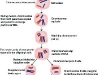 Chromosomes in Meiosis  replicate, pair up, homologous recombination, divide, genetic material, nucleus : replicate, pair up, homologous recombination, divide, genetic material, nucleus